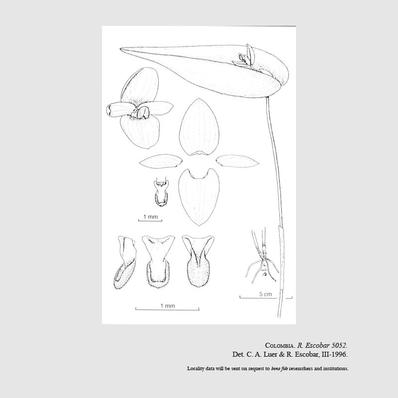 Peurothallis ascera